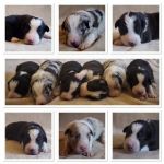 pupsstitchvanbroenshoof