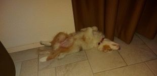 IMG 20201102 WA0106